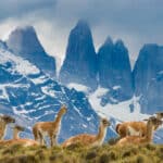 Patagonia, herd of guanacos with Paine Towers in background, Torres Del Paine National Park.