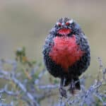 Sturnelle australe dans le parc Torres del Paine