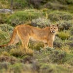 Puma stands turning head on bushy scrubland